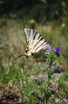 Scarce Swallowtail (Iphiclides podalirius) feeding on a purple wildflower in a sunny limestone grassland of B&uuml;kk National Park, northeastern Hungary.