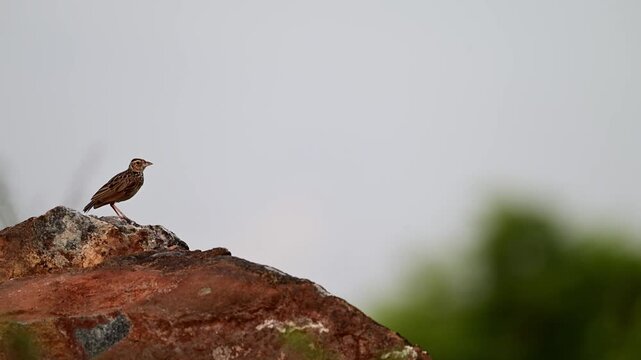 A steady, small Lark bird perched on the crest of a rugged, textured rock. The shot features a clean, minimally distracted background.