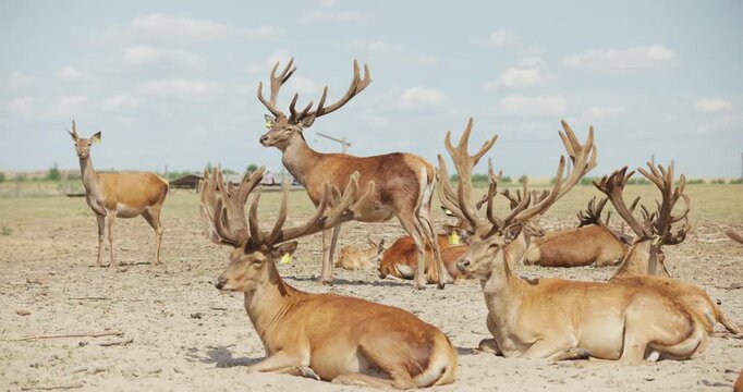 Herd of horned stags relaxing at the eco farm or safari park