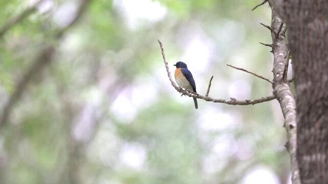 A small, brightly colored Tickell's blue flycatcher perched on a thin, leafless tree branch. It stands out sharply against a beautifully soft, out of focus background of muted forest greenery.