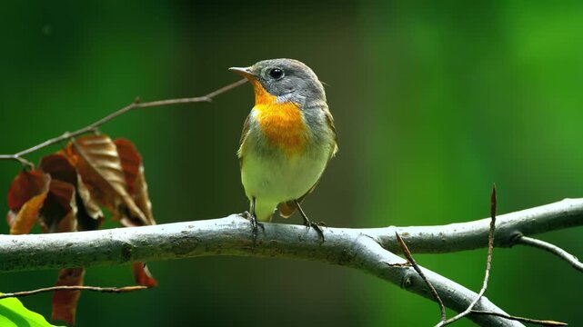 Cute small songbird with an orange breast perched on a tree branch while holding a tiny twig in its beak outdoors
