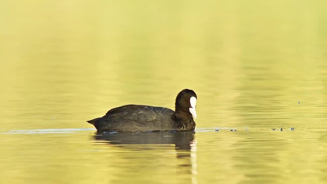 Eurasian Coot Swimming on Pond at Sunrise While Foraging | 4K Wildlife