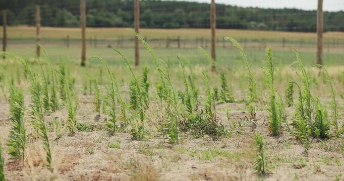 Green weeds and wild grass growing on dry sandy soil