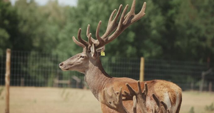 Close up profile view of majestic red deer with velvet antlers