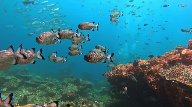 Wide shot of a school of silver grey fish swimming together near a colorful natural coral reef in the blue ocean water