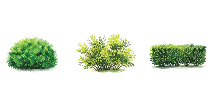 Set of three green bushes and garden hedge plants for landscaping design