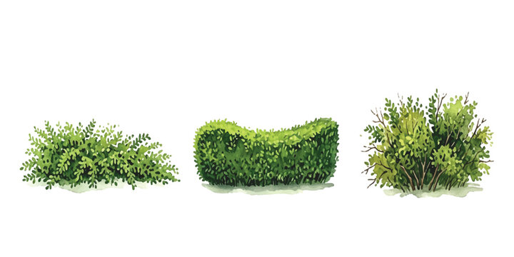 Set of three green bushes and trimmed garden hedge plants for landscaping design