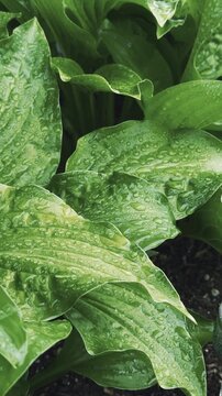 Lush green hosta leaves with water droplets glistening under natural light, showcasing vibrant textures and colors in a garden setting
