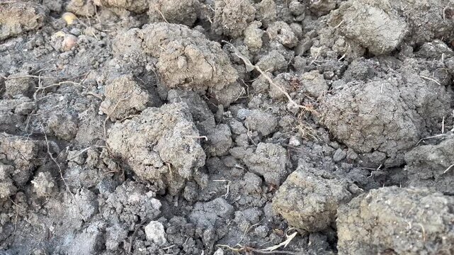 Texture of Rough Uneven Earth Ground with Pebbles and Roots