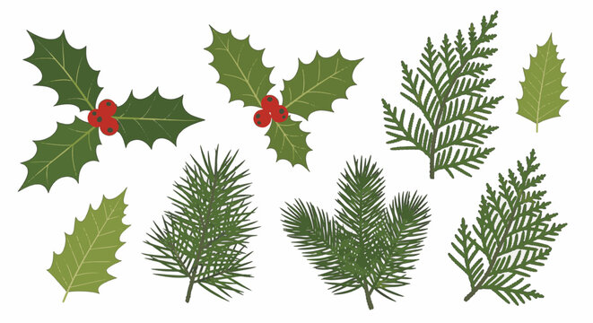 Evergreen foliage vector collection including holly leaves with red berries, pine needle branches, fir sprigs, and cedar leaves isolated on white for winter holiday design projects.