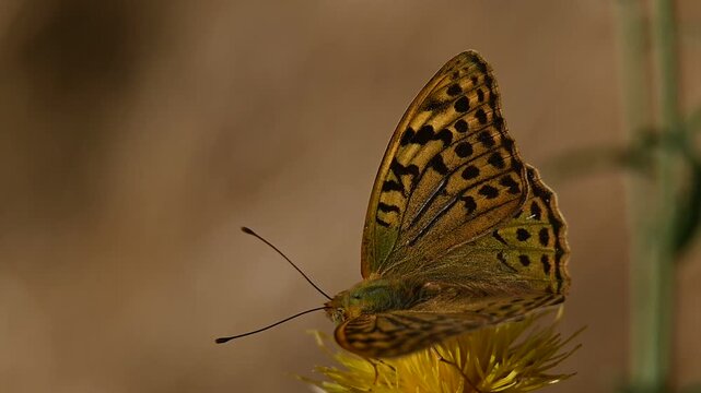 Large mother-of-pearl butterfly, Argynnis paphia, on a flower in its natural habitat