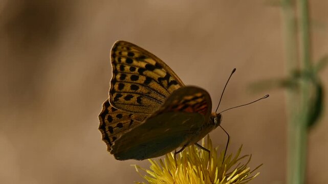 Large mother-of-pearl butterfly, Argynnis paphia, on a flower in its natural habitat