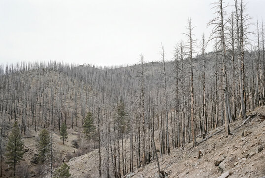 Hillside covered with dead gray standing trees, with only a few green conifers remaining in a damaged forest.