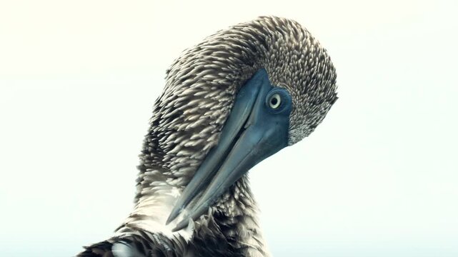 Extreme close up portrait of a unique blue footed booby seabird preening its soft grey and white feathers against a clean background