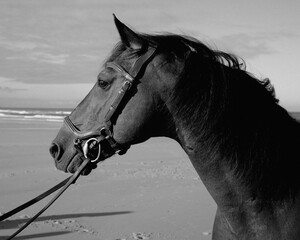 Black Horse Profile Portrait with Bridle on Beach © Julia