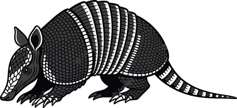 Armadillo with white stripes on black shell crawling on ground