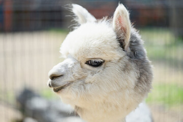 Fototapeta premium Side view profile portrait of fluffy white Huacaya alpaca showcasing luxurious thick fleece fur for premium eco friendly wool textiles and raw material processing concept. Zoo, animal protection