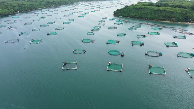 Fish farm with cages for fish and shrimp, top view. Fish cage for tilapia, milkfish farming aquaculture and pisciculture practices. Philippines, Luzon. Aerial view of fish ponds for bangus, milkfish.