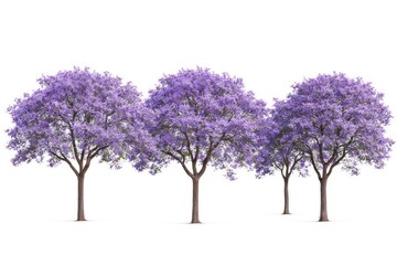Fototapeta premium Vibrant purple jacaranda trees alignment.