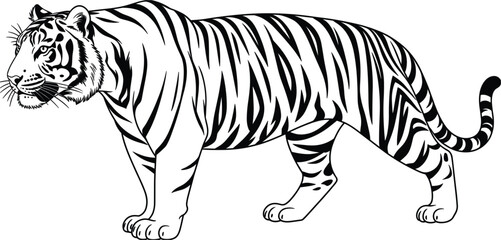 Tiger walking full body vector illustration, wild big cat outline design isolated on white background © Arishfa