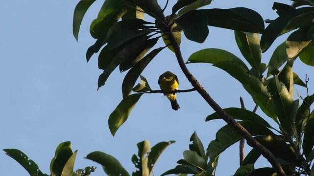 Female Palawan Sunbird Hopping to Exposed Branch Before Active Scanning and Departure, Palawan Philippines
