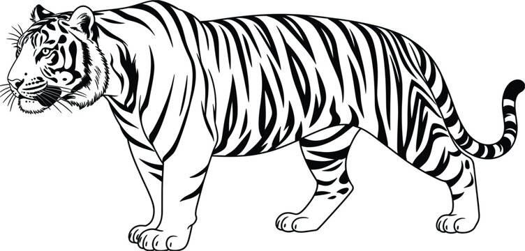Tiger walking full body vector illustration, wild big cat outline design isolated on white background