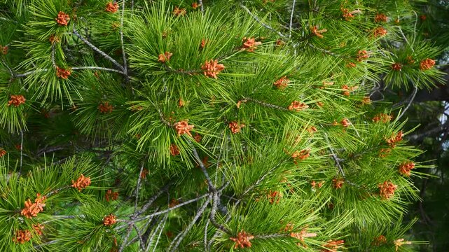 close-up of pine branches with green needles moving in wind, natural motion and soft light create calm forest atmosphere. Ideal for nature backgrounds, relaxation visuals, environmental concepts