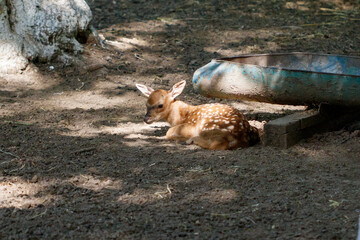 Fototapeta premium Young deer rests on dark, sun-dappled ground