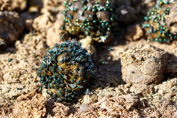 Fototapeta premium Cluster of tiny green flies on dark, textured soil