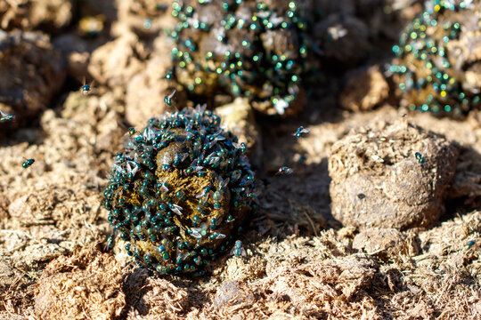 Cluster of tiny green flies on dark, textured soil
