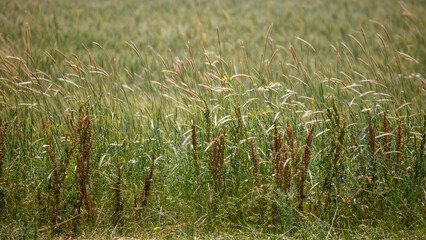 Fototapeta premium Golden grasses sway gently in a sunlit meadow