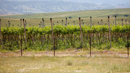 Obraz premium Rows of grapevines grow in a sunlit field