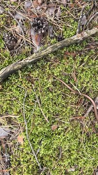Golden slow worm slithering among moss and dry branches on a pine forest floor, European wildlife, forest biodiversity, hidden animal, natural habitat.