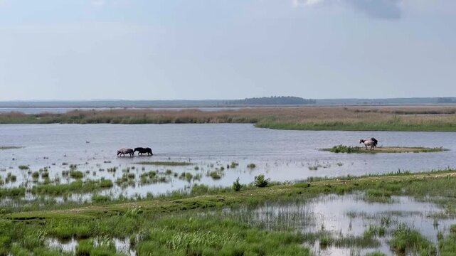 Wild horses grazing in the wetlands of Engure Lake Nature Park Latvia, protected habitat, free roaming animals, biodiversity, natural landscape, conservation.