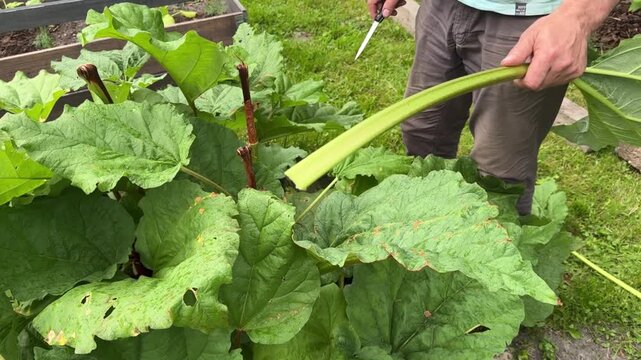 Harvesting fresh rhubarb stalks from a garden plant, seasonal vegetable crop, homegrown produce, organic gardening, sustainable food, spring harvest.