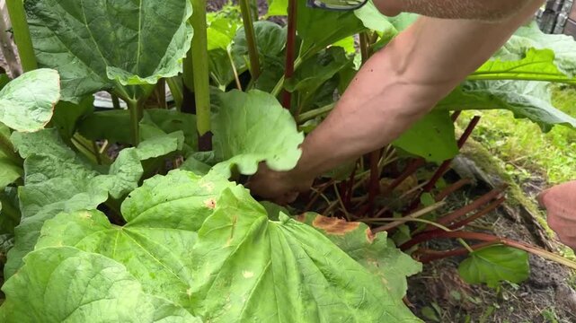 Harvesting fresh rhubarb stalks from a garden plant, seasonal vegetable crop, homegrown produce, organic gardening, sustainable food, spring harvest.