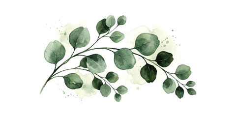 Beautiful black and white watercolor eucalyptus branch with soft artistic leaves illustration ©  Designer