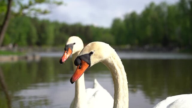 Close-up video portraits of elegant white swans swimming on calm pond water. Peaceful wildlife nature scene with graceful movement, soft reflections and tranquil outdoor atmosphere. Serene wellness an