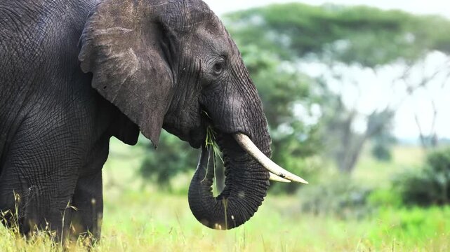 Close up shot of a majestic African elephant using its trunk to eat fresh green grass in the wild savanna plains