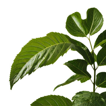 green leaf, png