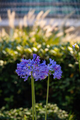 Obraz premium Close-up view on cute small bright flower among green grass under sunlight and background and wallpaper 
