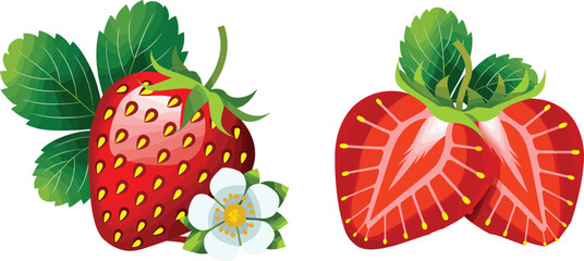 Fresh red strawberry fruit vector set, whole berry with flower and cut slices isolated © Arishfa