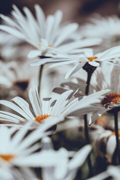 Dreamy White Daisy Floral Background