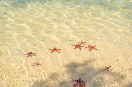 view of starfishes on sandy beach in a beautiful sunny day at Rach Vem beach, Phu Quoc island, Vietnam