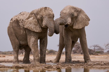 Fototapeta premium Large male African Elephant (Loxodonta africana) at a waterhole in Onguma Nature Reserve abutting Etosha National Park, Namibia