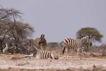 Obraz premium Group of Plains Zebra (Equus quagga) at a waterhole in Onguma Nature Reserve abutting Etosha National Park, Namibia