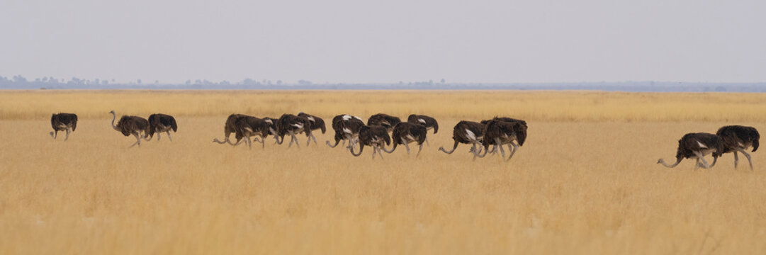 Large group of Ostrich (Struthio camelus) foraging for food amongst the dry vegetation of Etosha National Park, Namibia