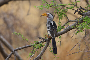 Yellow-billed Hornbill (Tockus leucomelas) perched on a branch in Etosha National Park, Namibia. © JeremyRichards