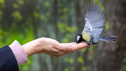 Wide banner showing a great tit feeding from a human hand against a soft forest background with copy space for conservation and nature themes © vshq