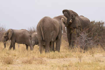 Fototapeta premium Group of African Elephants (Loxodonta africana) on a grassy plain in Etosha National Park, Namibia